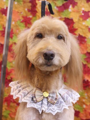 20241110レオくん